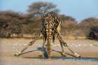 A southern giraffe drinking Kalahari-Botswana Art Print